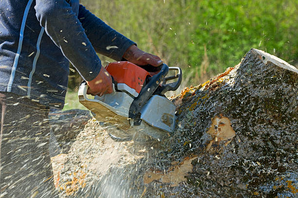 How Our Tree Care Process Works  in  Sweetwater, TN